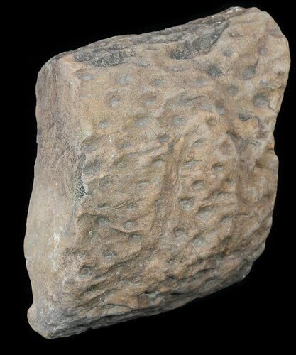 Fossil Lycopod Tree Root (Stigmaria) - Oklahoma #53331